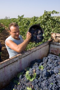 Farm worker loading grapes into bin