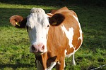 cow-109933_150