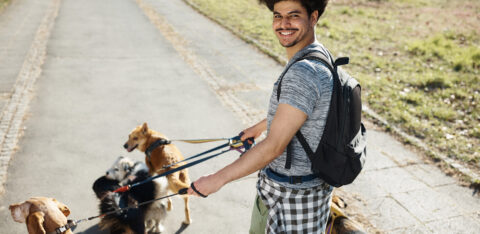 Young man walking dogs during summer break