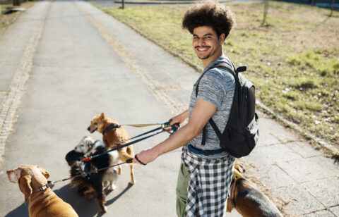Young man walking dogs during summer break
