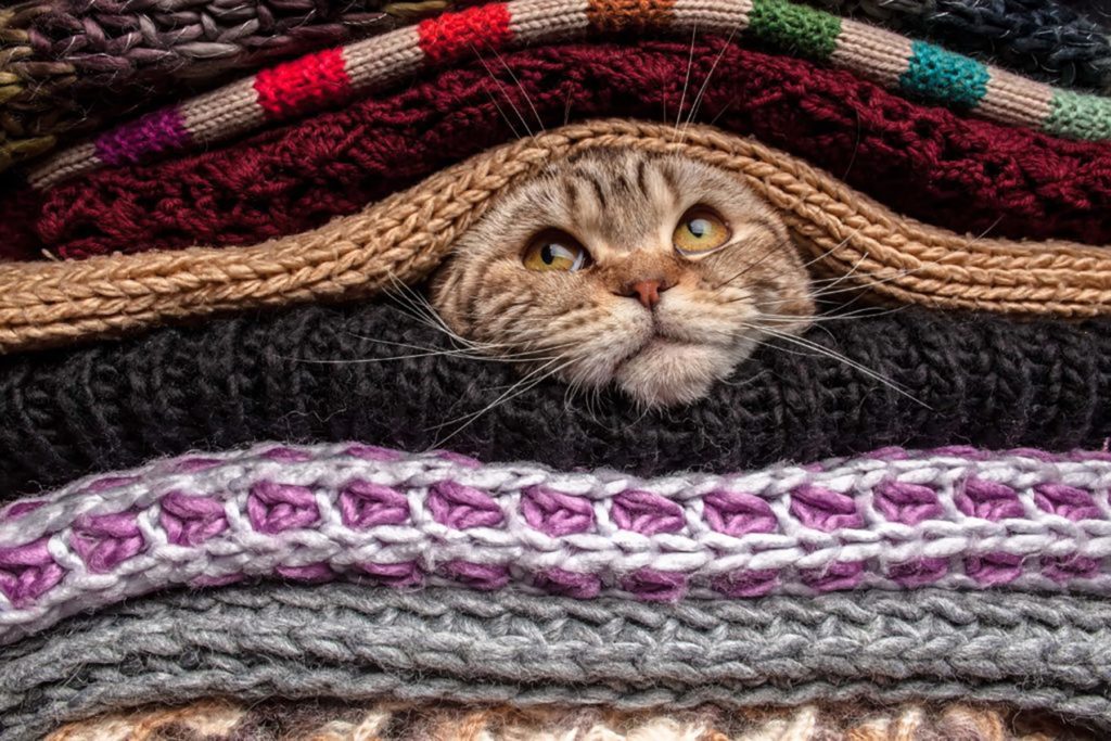 cat in between sweaters in the fall season