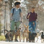 Two people walk several dogs together through a park on a sunny day, smiling and talking.
