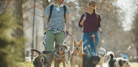 Two people walk several dogs together through a park on a sunny day, smiling and talking.